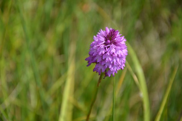 Anacamptis pyramidalis / Orchidea piramidale
